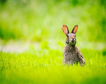 Watchful Rabbit | color photograph, fine art, wall art print, wall decor, animal photo, wildlife photography, peaceful art, bunny rabbit