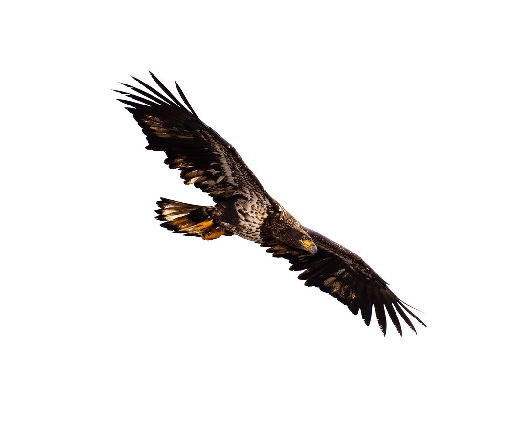 Juvenile Bald Eagle | Color Photograph, Fine Art, Wall Art Print, Wall ...
