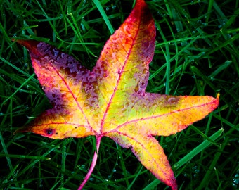 Fall Foliage -- color photograph, fine art, wall art print, wall decor, nature photo, leaf photography, fall colors, leaves