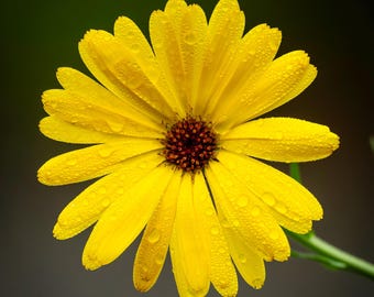 Calendula | color photograph, fine art, wall art print, wall decor, nature photo, flower photograph, flower artwork, yellow flower photo