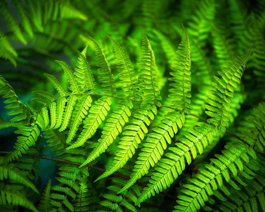 Forest Fern | Color Photograph, Fine Art, Wall Art Print, Wall Decor ...