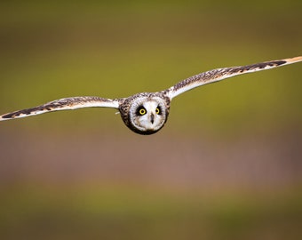 Owl in Flight -- color photograph, fine art, wall art print, wall decor, animal photo, wildlife photography, bird nature photography, owl