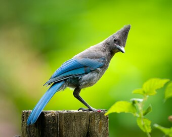 Perched Jay | color photograph, fine art, wall art print, wall decor, wildlife photography, nature photos, cute bird photo, blue songbird