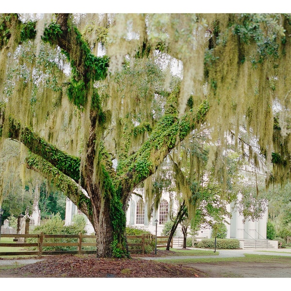 Low Country Classic Southern, Fine Art Film Photography, Spanish Moss, Live Oak Tree