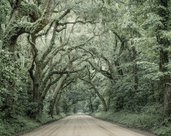 Live Oak Trees and Dirt Road, Fine Art Print, Large Print, Edisto Island, Coastal landscape, Southern landscapes, Tree tunnel