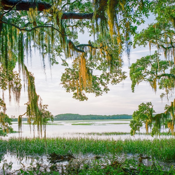 Low Country Classic Southern, Fine Art Film Photography, Spanish Moss, Live Oak Tree