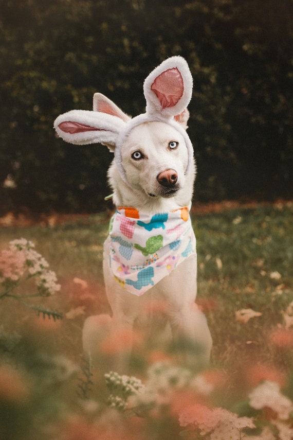 easter dog bandana