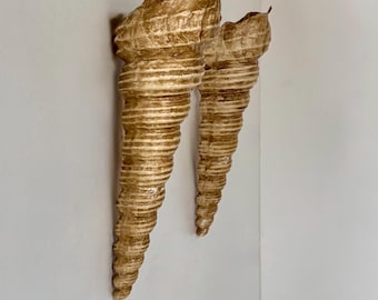 Pair of vintage shell wall sconces, beige fiberglass, France 1960