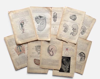 May include: A collection of vintage, off-white paper pages featuring black and white anatomical illustrations of human embryos and fetal development. Each page contains detailed scientific text, diagrams, and labels in English, showcasing various stages of biological growth with subtle color accents on some of the medical drawings.