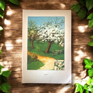 Stampa artistica antica di alberi del 1927, arte di alberi di mele, albero di prugne, arte di alberi senza cornice, illustrazione di alberi d'epoca, decorazione di pareti di alberi, arte della fattoria