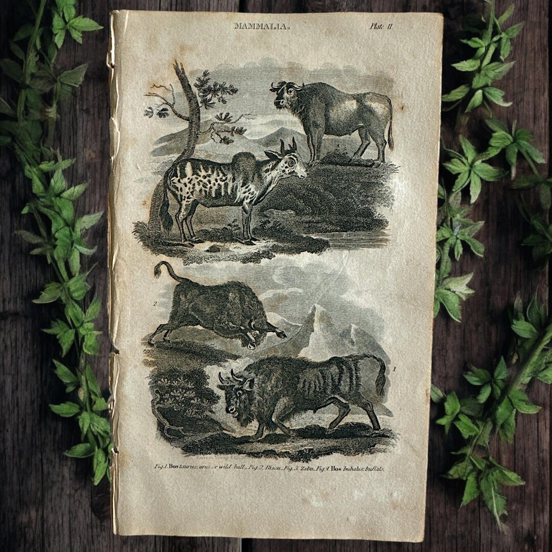 洋書 CLASSIC NATURAL HISTORY PRINTS MAMMALS Classic Natural History Prints: Mammals: Rh Value Publishing