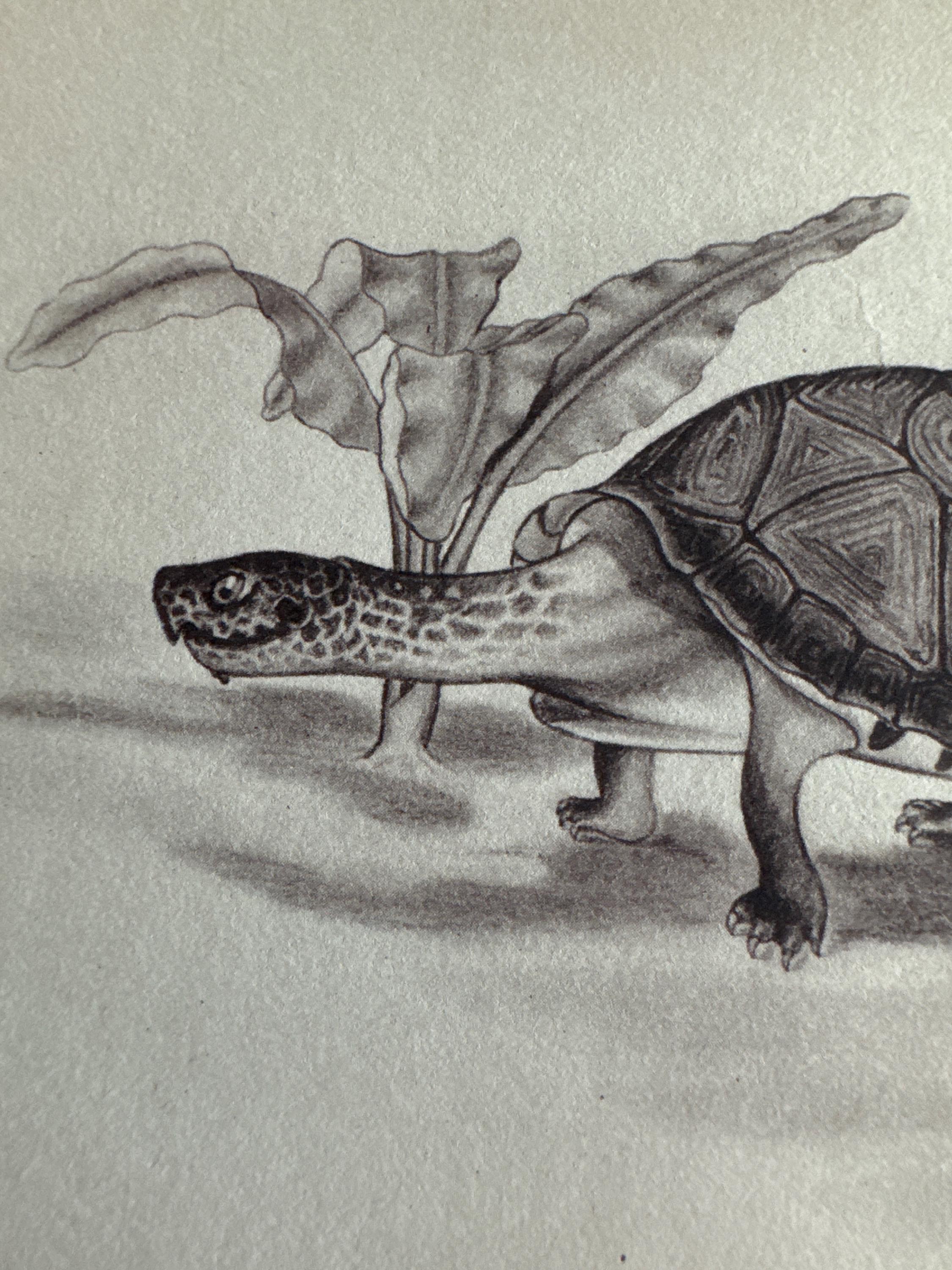 Vintage 1941 Turtle Art Print, Original Bokatora Tortoise