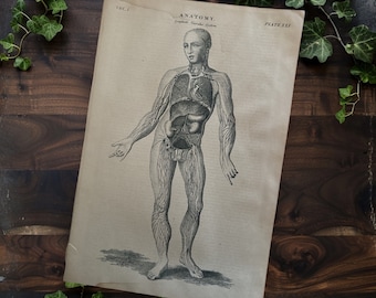 Antique 1891 Anatomy Lithograph: Lymphatic Vascular System Art Plate