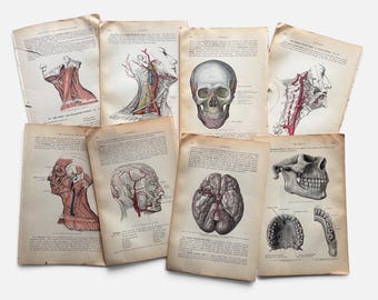 May include: A collection of eight vintage anatomical book pages featuring detailed medical illustrations of the human head, skull, brain, and teeth. Each page contains aged paper with printed text and scientific diagrams in black, red, and grey.