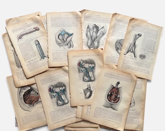 May include: A collection of vintage anatomical book pages featuring detailed medical illustrations of human reproductive organs. The pages are aged with a tan, off-white color and contain black printed text alongside diagrams in shades of blue, red, and brown.