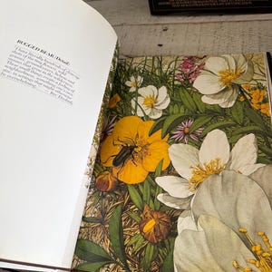 May include: An open book page featuring a botanical illustration of white and yellow flowers with green leaves and a black beetle. The left page contains text titled BUGGED BEAR (Detail) with a quote by Bev Doolittle about nature photography.