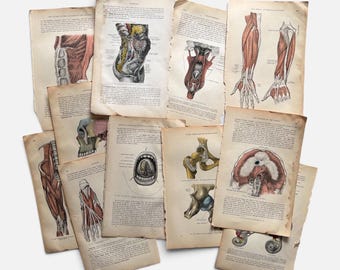 May include: A collection of vintage anatomical book pages featuring detailed medical illustrations of human muscles, bones, and organs. The aged, off-white paper displays black printed text alongside colored diagrams of the hip, arm, and jaw.