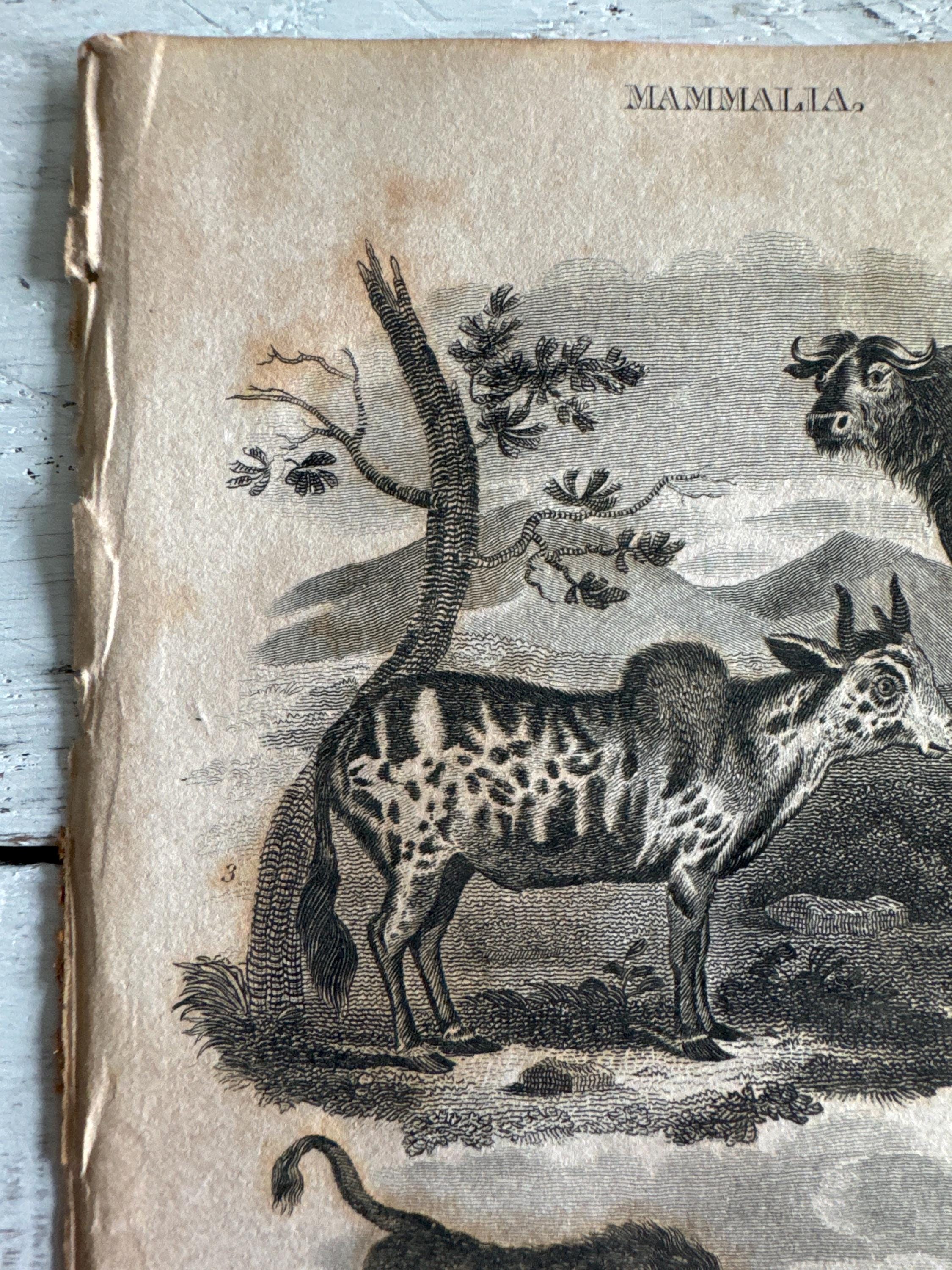 洋書 CLASSIC NATURAL HISTORY PRINTS MAMMALS Mammals (Classic natural history prints) - Dance, S. Peter
