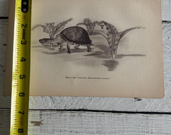 Vintage 1941 Turtle Art Print, Original Bokatora Tortoise