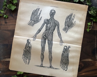 Antique 1891 Human Anatomy Print: Muscles & Tendons Illustration