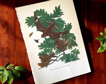 Litografia vintage Audubon Night Hawk Bird del 1936 - Senza cornice