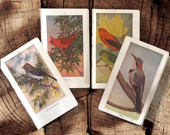 Puede incluir: Cuatro ilustraciones vintage de pájaros en tarjetas separadas. Las tarjetas son blancas con texto negro y presentan un cardenal rojo, un pájaro rojo y negro, un pájaro marrón y blanco y un pájaro carpintero negro y blanco.