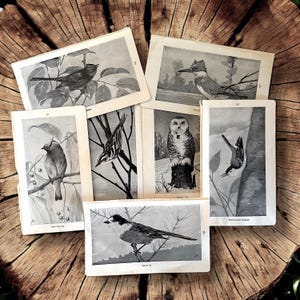 May include: A collection of vintage bird illustrations printed on paper cards. The cards feature black and white drawings of various birds, including a snowy owl, a kingfisher, and a woodpecker. The cards are arranged on a wooden surface.