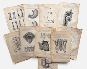 May include: A collection of vintage-style anatomical book pages featuring black and white illustrations of human bones, organs, and dental structures. The aged, off-white paper displays detailed medical diagrams, including a rib cage, stomach, jaw, and throat, with descriptive text printed in English alongside each scientific drawing.