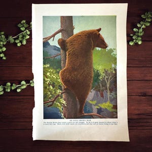 Vintage Brown Bear Color Book Plate Art, 1940’s Bear Art, Bear Climbing Tree Book Plate Illustration Art, Woodland Animal Lithograph Art