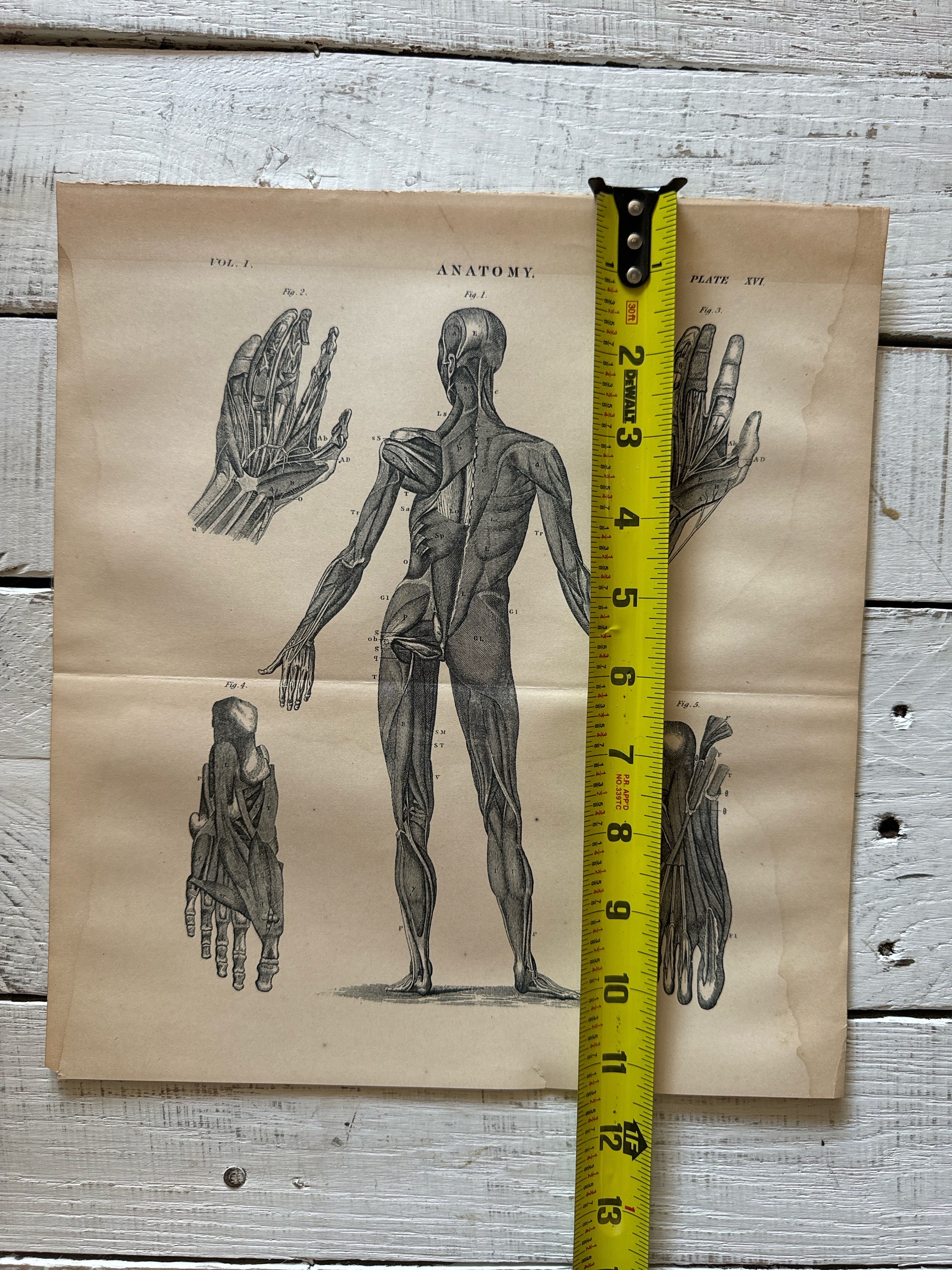 アンティーク解剖図 大判アート作品 il_340x270.6101314026_5yue.jpg