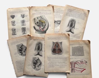 May include: A collection of seven vintage medical textbook pages featuring detailed anatomical illustrations of the human reproductive system, including cross-sections and diagrams with printed text labels on aged, off-white paper.