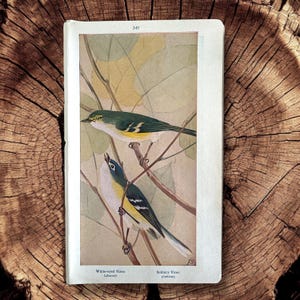 May include: A vintage illustration of two birds, a White-eyed Vireo and a Solitary Vireo, perched on branches in a leafy tree. The White-eyed Vireo is above the Solitary Vireo. The birds are depicted in realistic detail with vibrant colors.
