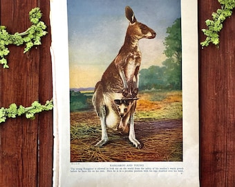 Vintage Känguru und Joey Kunstdruck: 1940er Jahre Australische Tier Lithographie