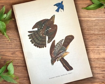 Stampa d'epoca di Stanley Hawk: illustrazione di un uccello Audubon del 1936