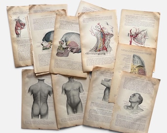 May include: A collection of vintage anatomical book pages featuring detailed medical illustrations of the human skull, neck, torso, and facial muscles. The pages are aged with a sepia tone and contain printed text in English describing various physiological structures and systems.