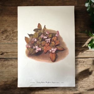 Vintage Flower Art by Mary Vaux Walcott, Genuine Vintage Floral Art Print, Unframed Flower and Leaves Art, Floral Flower Home Decor Wall Art