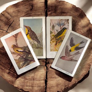 Antique 1921 Yellow Birds Art Prints Set of 4, Small Vintage Bird Art Book Plates, Bird Illustrations, Yellow Bird Wall Art, Tiny Bird Art