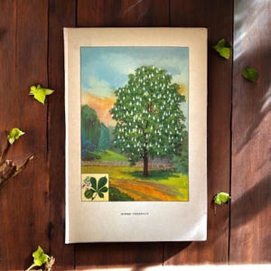 Antique 1927 Tree Art Print, American Linden Tree Art, Horse Chestnut Tree Art, Unframed Tree Art, Vintage Illustration, Tree Art Wall Decor