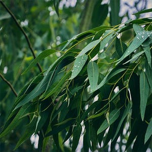 May include: A close-up shot of eucalyptus leaves. The image features long, slender, green leaves with water droplets, set against a blurred background of other foliage. The leaves are a vibrant green colour, with yellow stems.