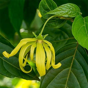 May include: A close-up shot of a bright yellow ylang-ylang flower, showcasing its long, delicate petals. The flower is set against a backdrop of rich green leaves. The image captures the flower's distinctive form and vivid colour, highlighting its natural beauty.