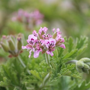 May include: A close-up shot of pink flowers with purple markings, set against a backdrop of green foliage. The flowers are in full bloom, with detailed petals. The leaves are a vibrant green, creating a natural scene.
