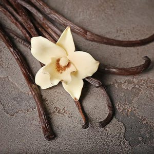 May include: A close-up shot of vanilla pods and a vanilla orchid flower. The flower is creamy white with a brown centre, and the pods are dark brown. The image is set against a textured, grey background.