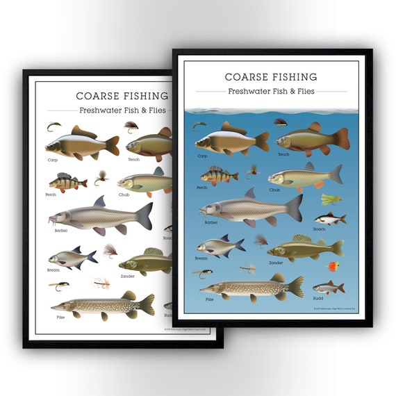 Coarse Fly Fishing Poster Freshwater Fishing Fly Fishing Game