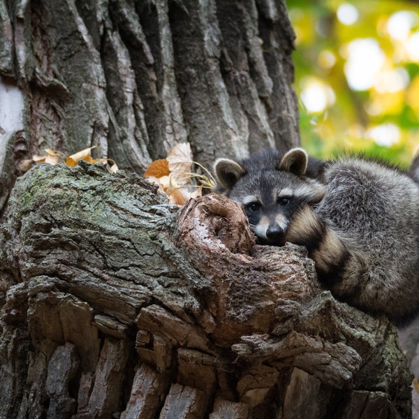 Rockabye Raccoon Sleepy Wildlife Photography Color Print, Canvas, or Greeting Cards