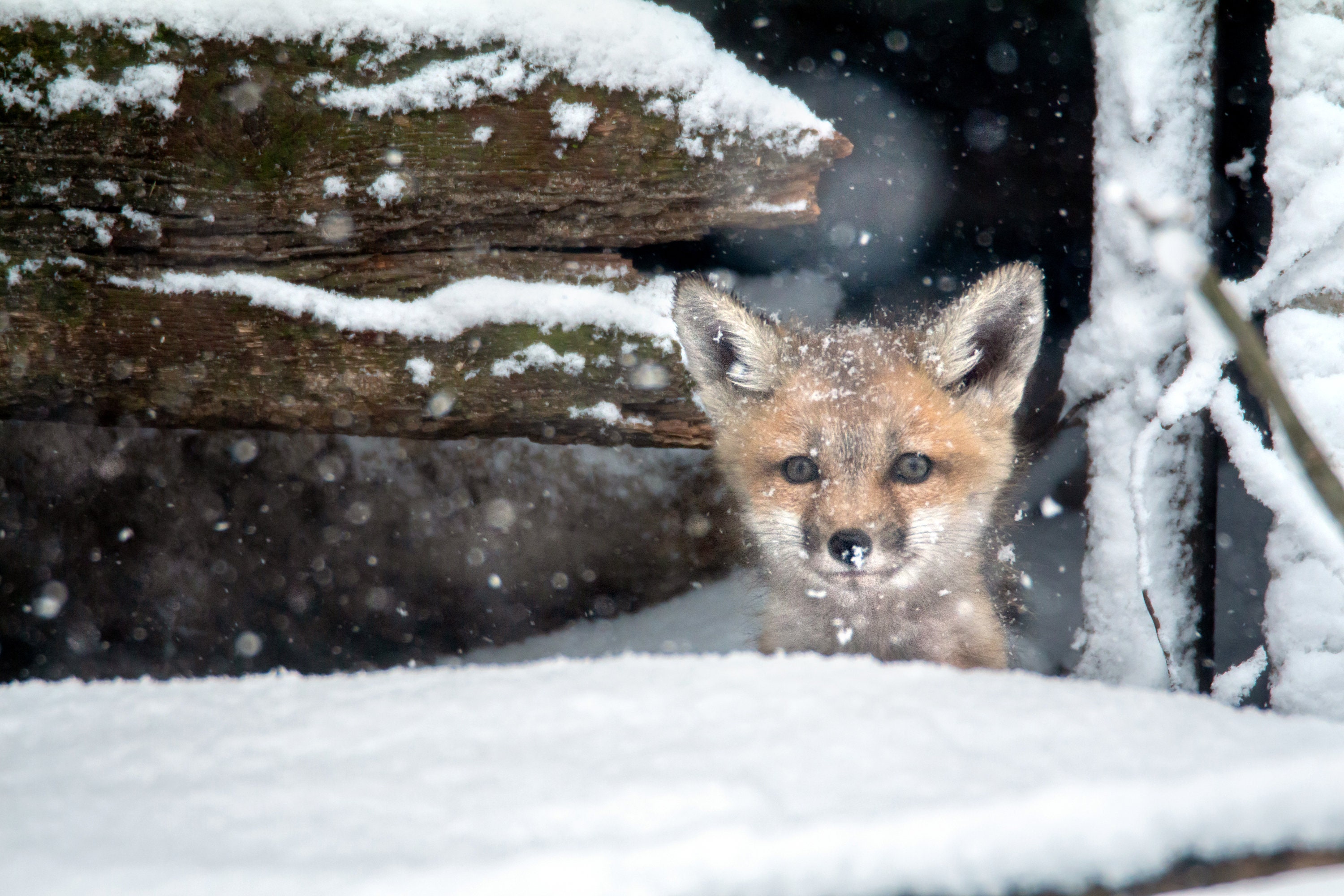 The Cutest Snowfall Wild Animal Fox Baby Photography Color - Etsy
