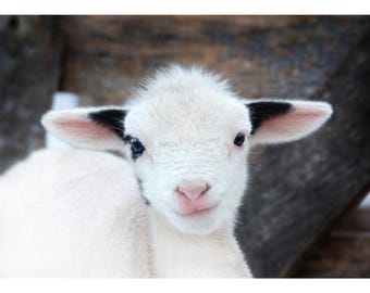 Little Lamb Baby Sheep Farm Photography Color Print, Canvas, Metal Print, or Greeting Cards