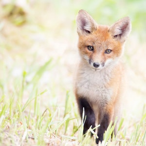 The Little Gotee Wildlife Red Fox Kit Photography Color Print Etsy