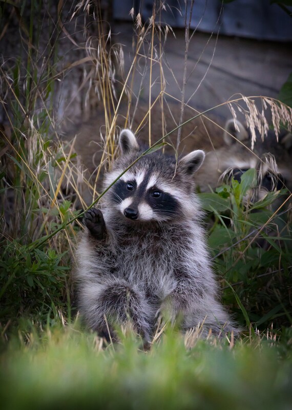 Trash Panda Baby Raccoon Wildlife Photography Color Print, Canvas