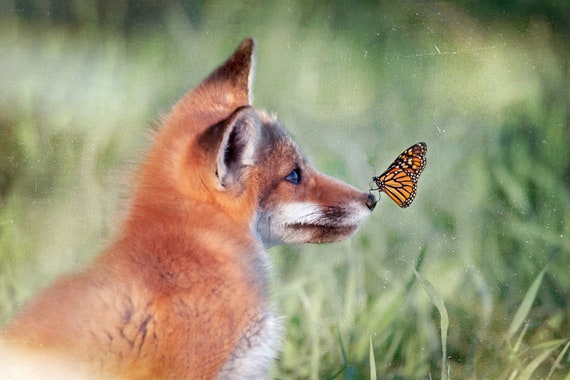 The Fox The Butterfly Photography Color Print Canvas Metal Etsy