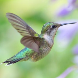 May include: A green and white hummingbird with a long, thin beak hovers in mid-air with its wings spread wide. The hummingbird is in focus, while the background is blurred and out of focus.